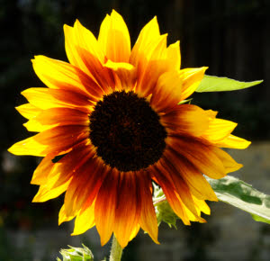 Sunflower_s.jpg